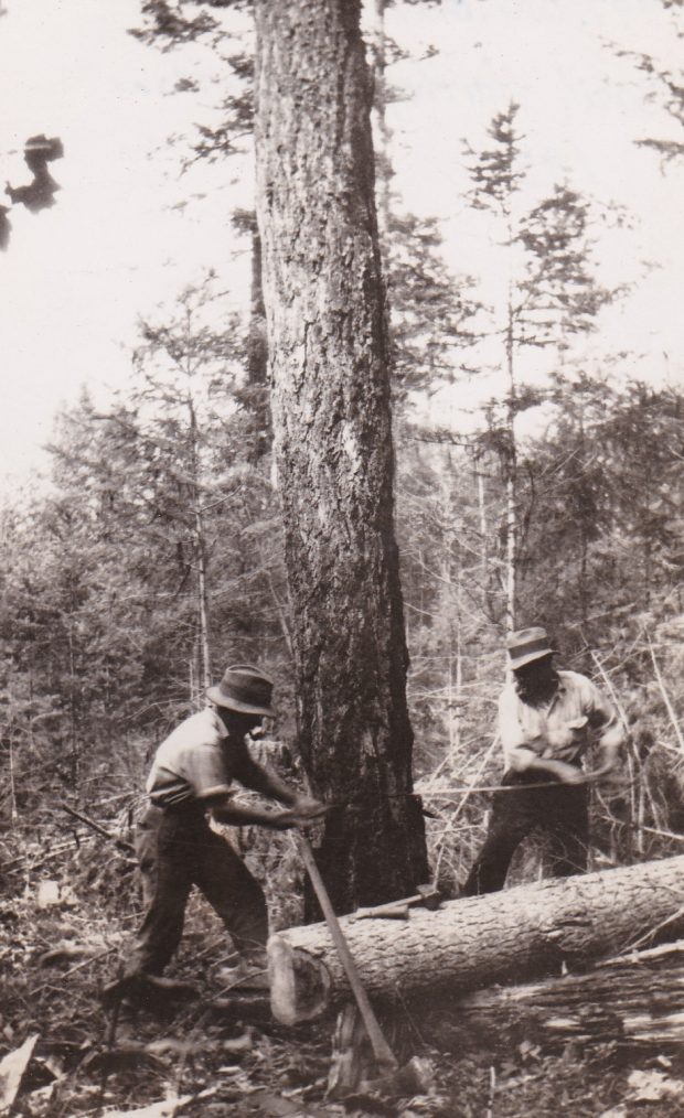 Two men are cutting down a large tree in a forested area. The men are using a long saw with two handles. The men stand on opposite side of the tree, each holding a handle of the saw. There is a large log on the ground that has been cut down.