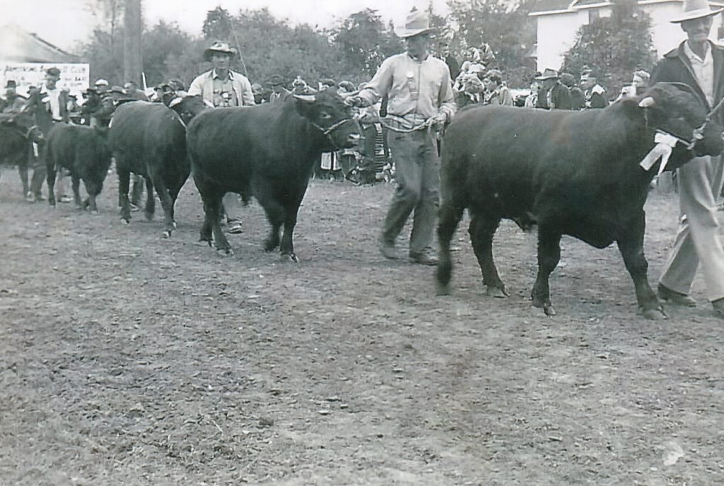 A group of men are leading their steers in a line. The first steer has a ribbon on its halter. There is a large crowd watching the animal’s parade.