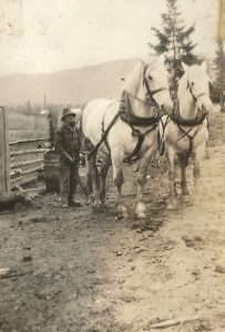 A pioneer man dressed in course clothing and a hat stands behind two Percheron horses. The horses appear to be white and are harnessed.