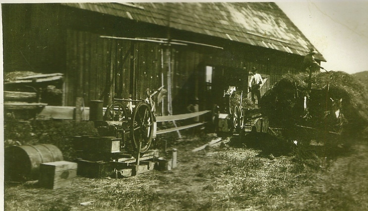 Two horses are hitched to a wagon full of loose hay. The horses are standing beside a barn. 2 men are using a conveyor belt and forks to unload the hay into the barn.