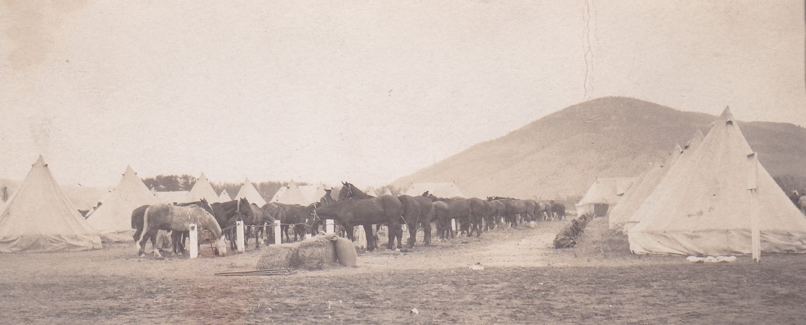 A herd of horses are in a row eating hay in an open field. The horses are tethered to a fence with rope rails. The horses are surrounded by canvas tents.