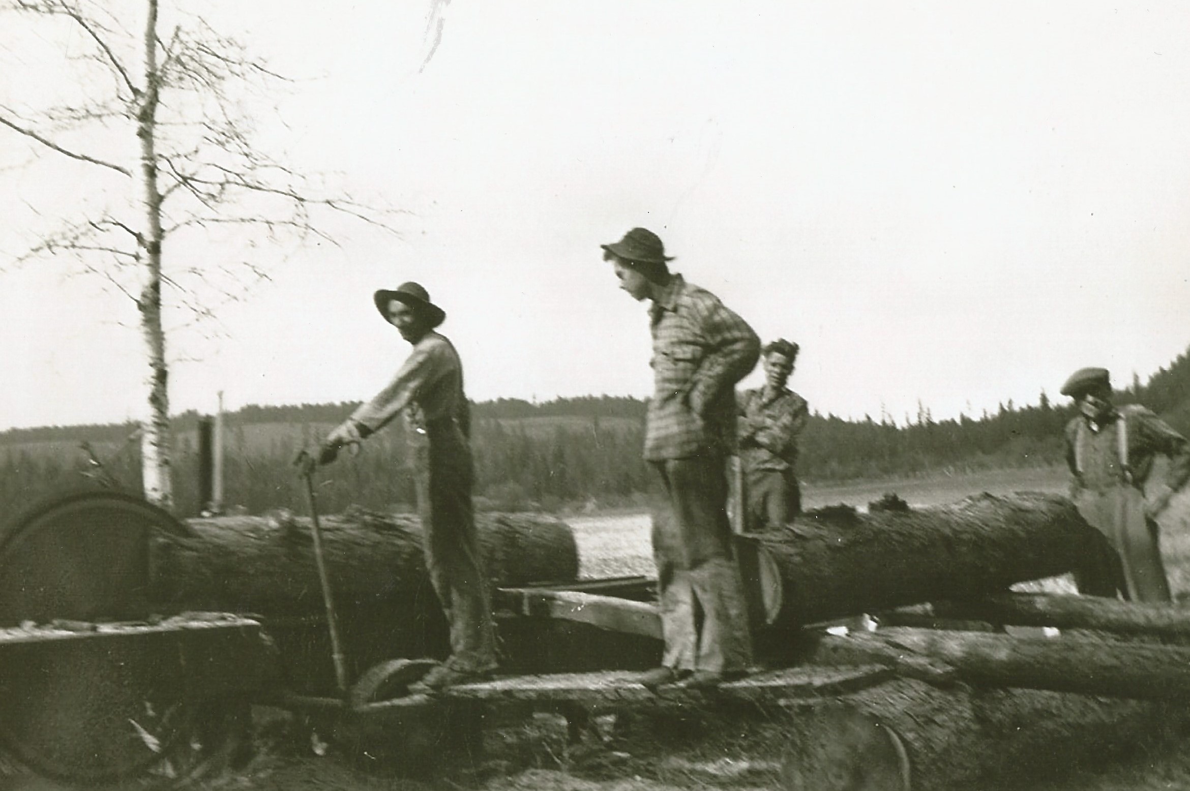 Four men are working beside a primitive sawmill. The saw is cutting a large Larch log and another large log is on the carriage waiting to be cut. The sawmill is in an open field.