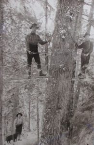 Two men are standing on planks cut into very large tree. The planks are very high off the ground. On the ground, a man and a dog are watching the men.
