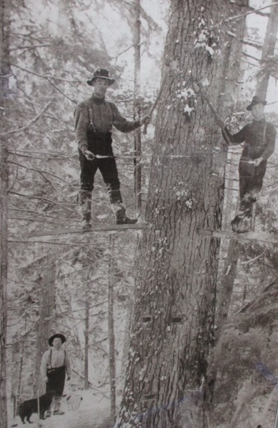 Two men are standing on planks cut into very large tree. The planks are very high off the ground. On the ground, a man and a dog are watching the men.