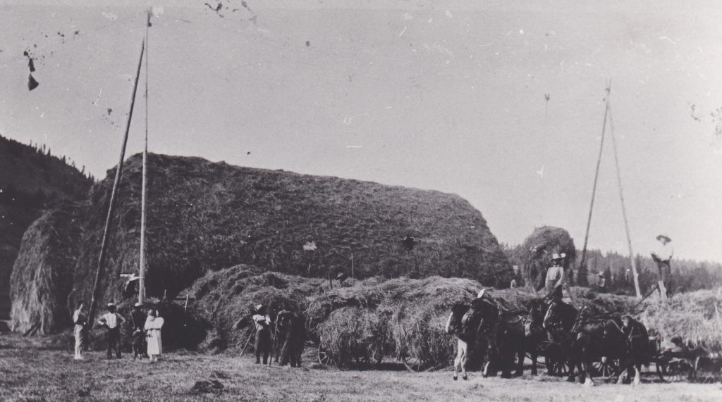 A group of pioneers are standing in front of a large pile of hay. Horses with wagons full of loose hay are waiting to be unloaded. There are four large poles with ropes that are lifting the loose hay onto the hay stack.