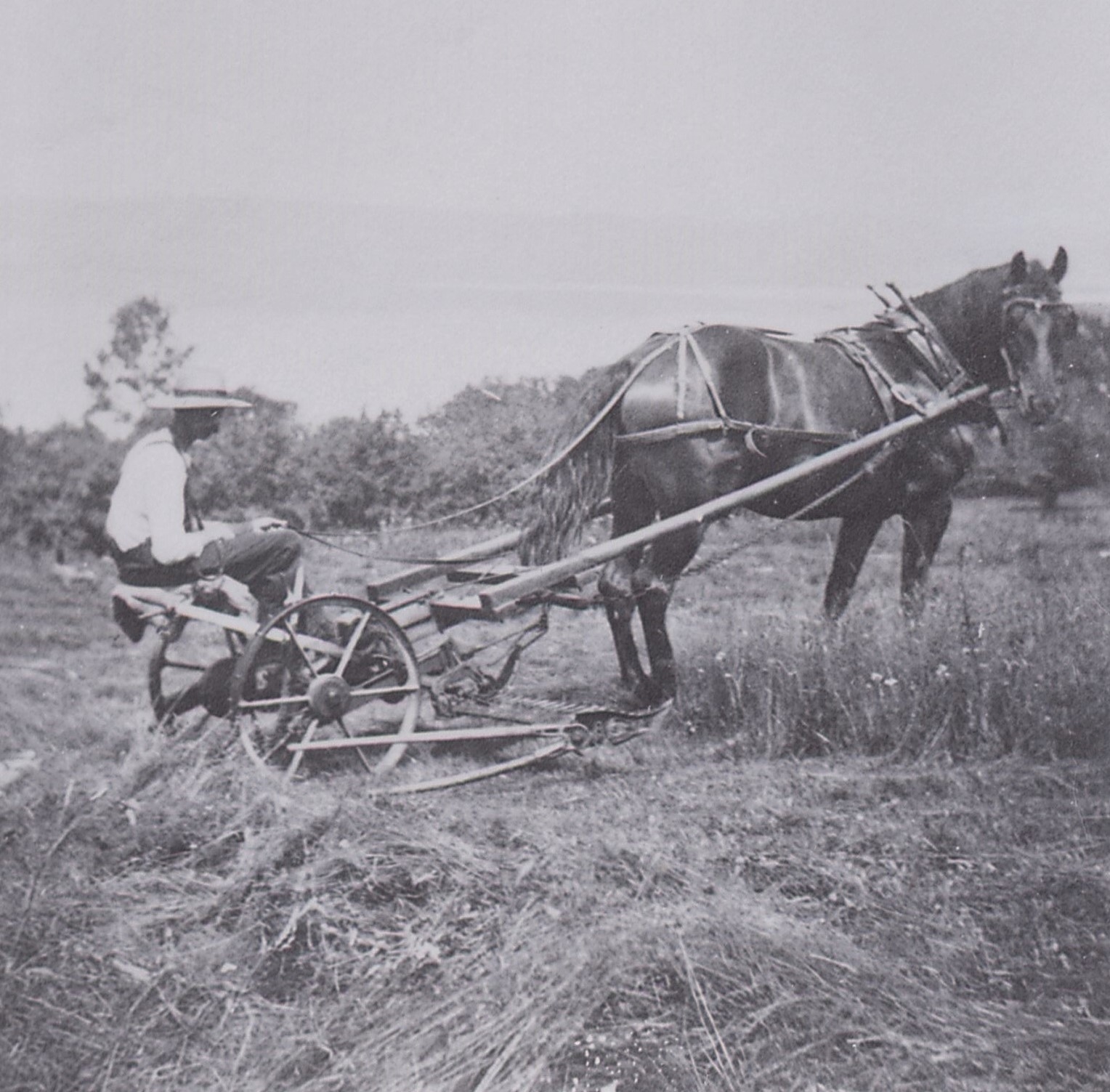 Right side view of man with hat sitting on horse drawn hay cutter.