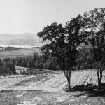 The garden plots behind MCS