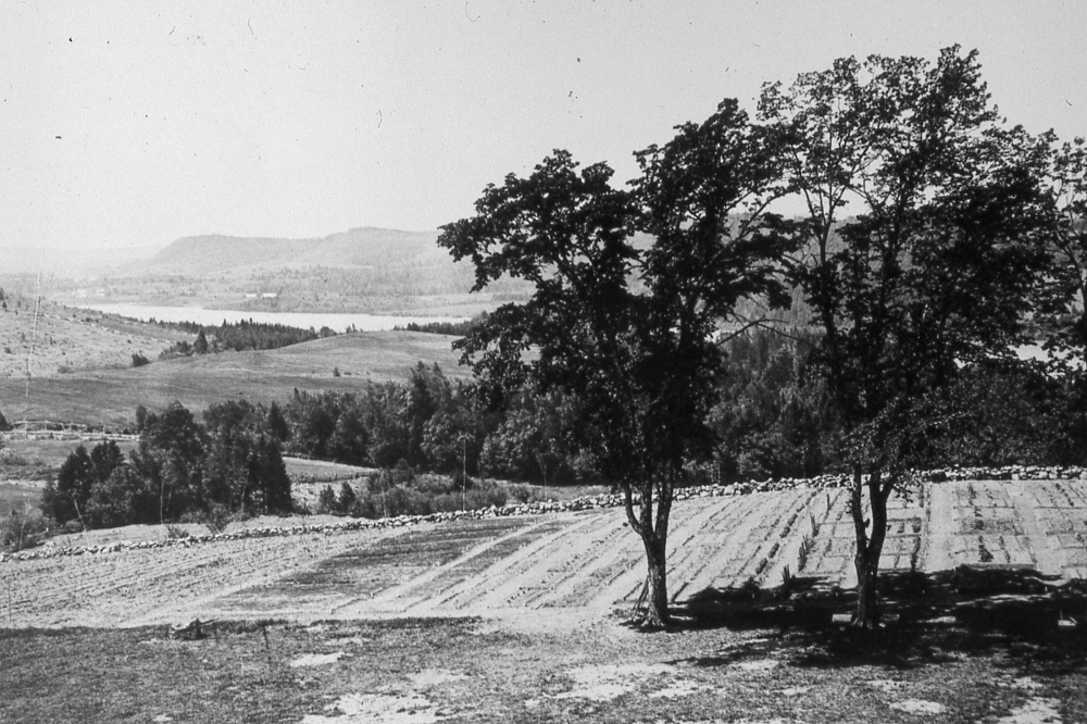 Garden plots set in a rural landscape. Mature trees in foreground, a stone fence on the far side of the garden, and a lake in the distance.
