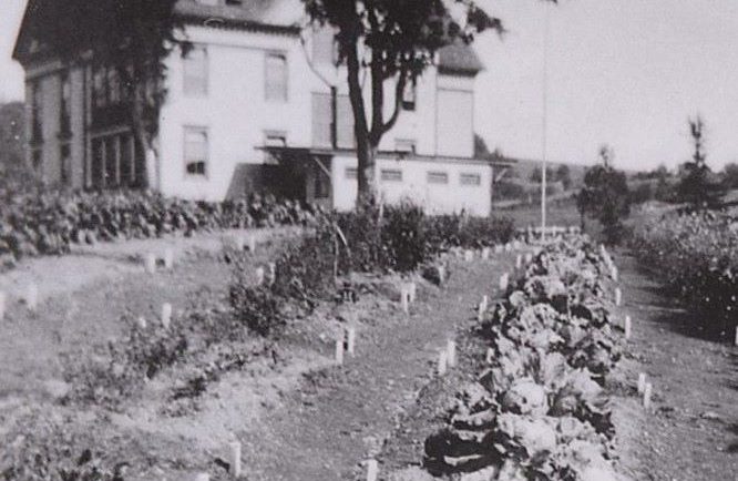 Row of mature cabbages in garden behind original two and one half story school.