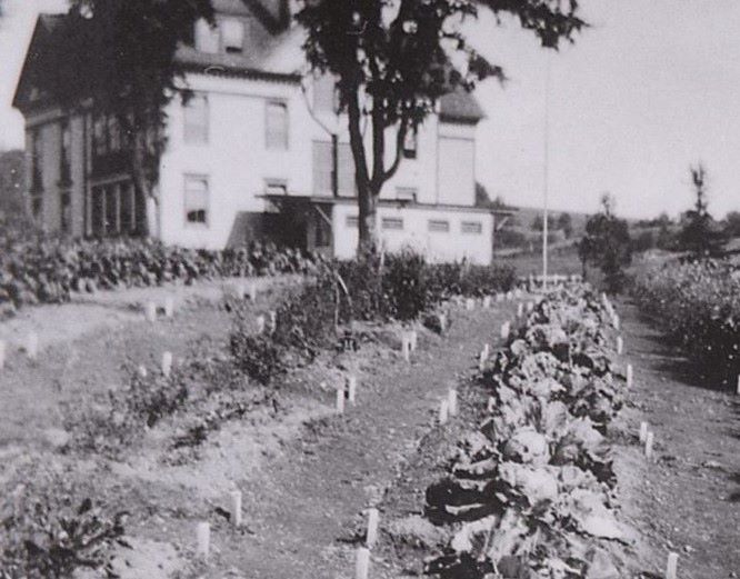 Row of mature cabbages in garden behind original two and one half story school.
