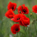 Lest we forget