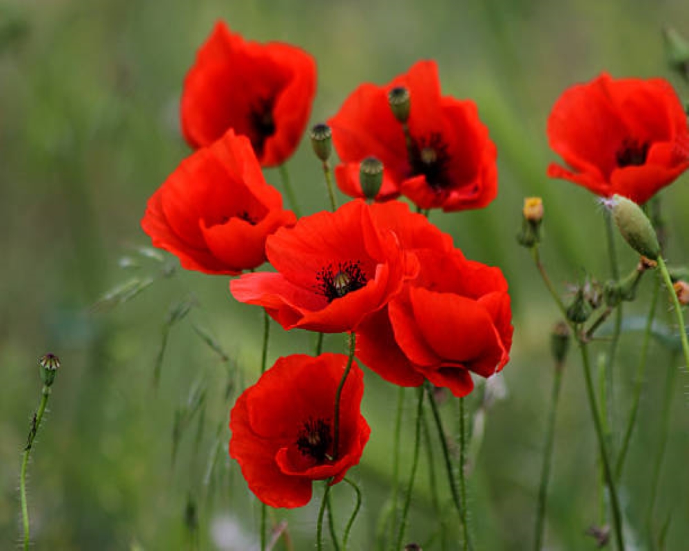 Bright red poppy blossoms.