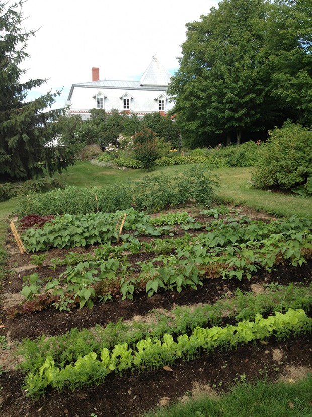 Colour photograph of rows of vegetables in a garden, with a house in the background.