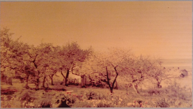 The orchard of Manoir Fraser at the beginning of the 1960s. The orchard, at the back of the property, contains many apple, plum, and cherry trees.