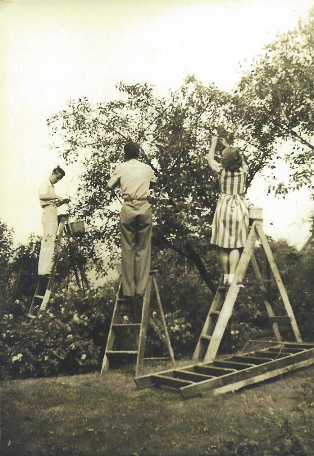 Black-and-white photograph of two young men and a young woman on step-ladders picking cherries from a tree.
