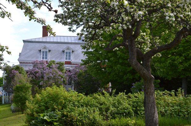 Colour photograph of lilac bushes and fruit trees in bloom. A brick house is in the background.