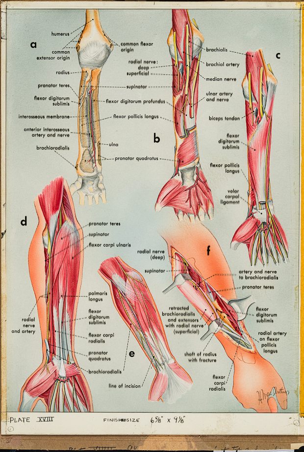 Colour medical illustration of the muscles in the arm by Helen MacArthur.