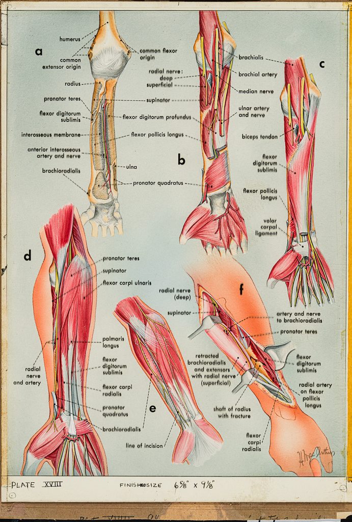 Colour medical illustration of the muscles in the arm by Helen MacArthur.