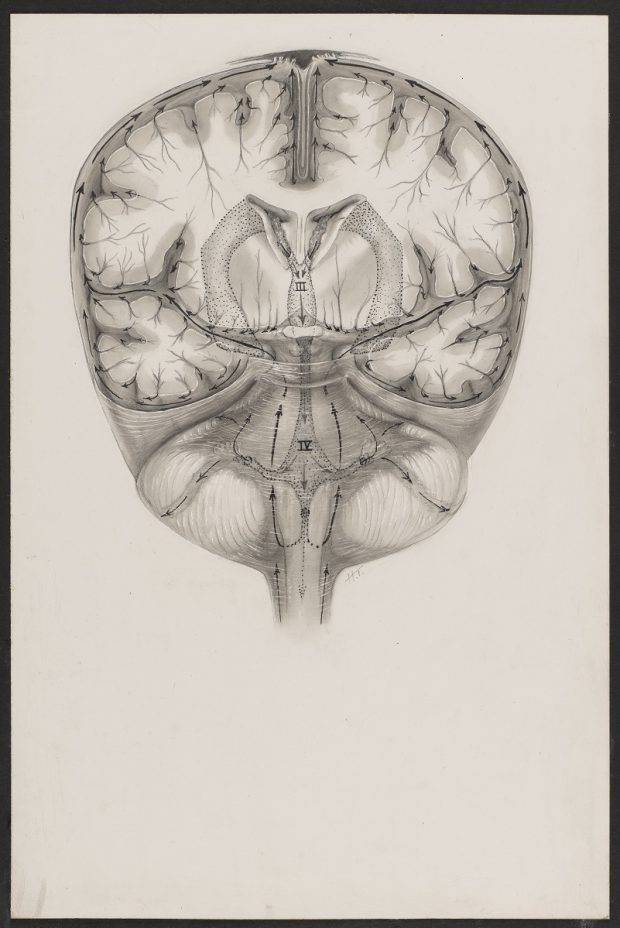 Black and white illustration of a cross section of a brain.