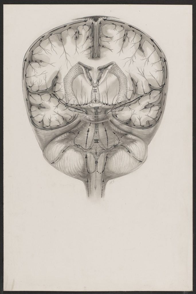 Black and white illustration of a cross section of a brain.