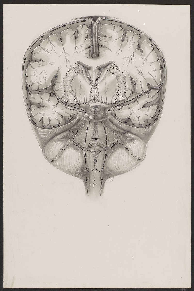 Black and white illustration of a cross section of a brain.