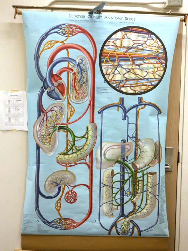 Colour illustration of the circulatory system showing arteries and organs in an artistic, non-standard arrangement with looping and intertwining forms.