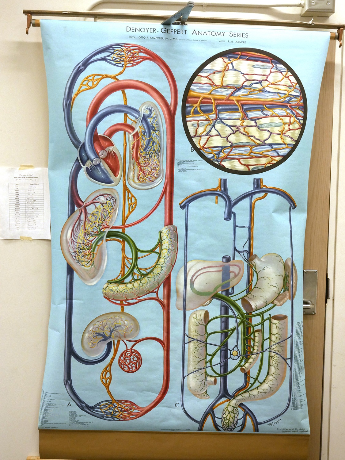 Colour illustration of the circulatory system showing arteries and organs in an artistic, non-standard arrangement with looping and intertwining forms.