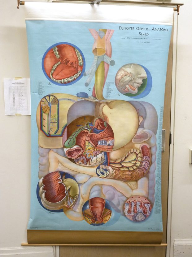 Colour illustration of the digestive tract, with insets of key transit points, including the mouth, stomach and rectum.