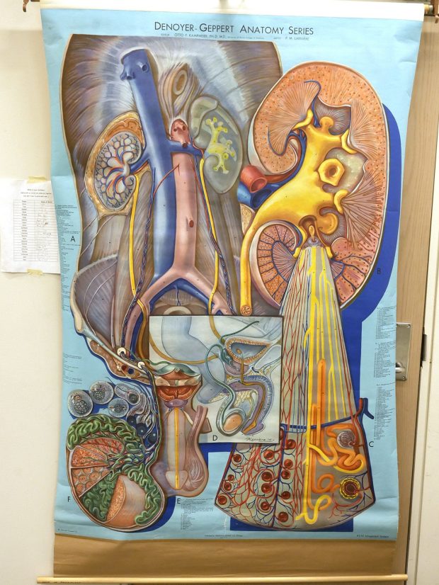 Colour illustration of organs, including a kidney, a penis and a testicle, with close-ups of their internal structures.