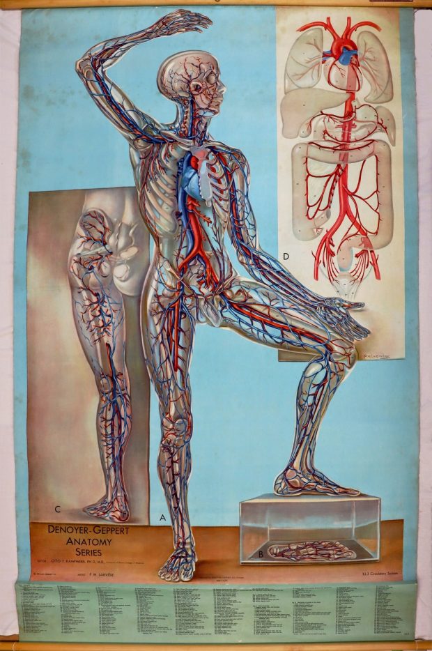 Colour illustration of the circulatory system, depicting a translucent man with raised arm. Two close-up insets of a leg and main arteries leading to the heart.