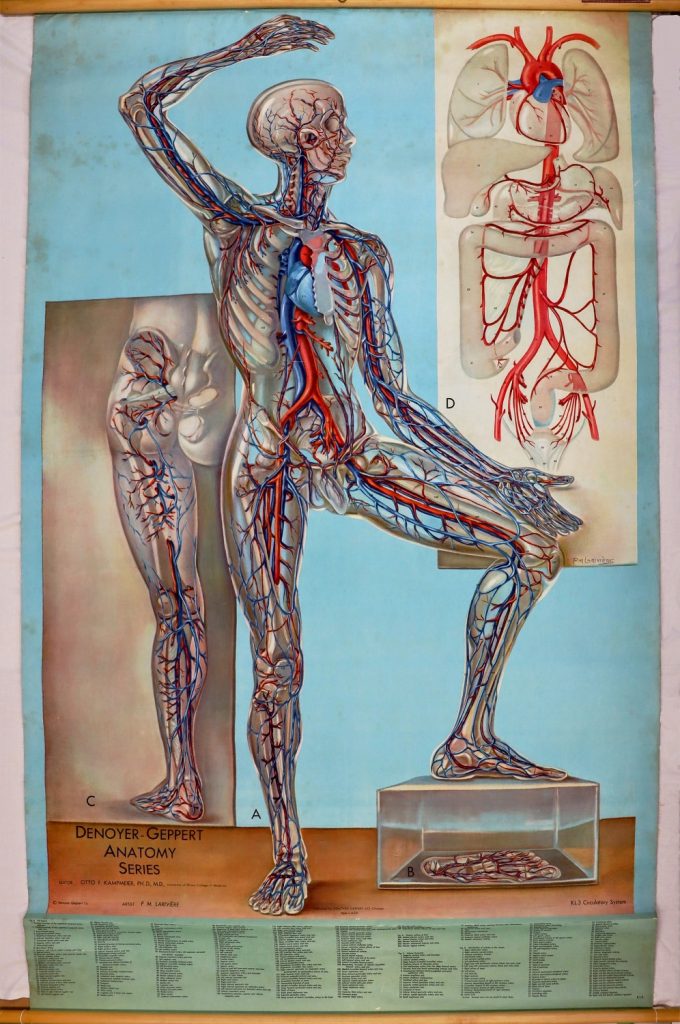 Colour illustration of the circulatory system, depicting a translucent man with raised arm. Two close-up insets of a leg and main arteries leading to the heart.