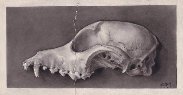 Tonal illustration of an animal skull, surrounded by a cream border and signed at the bottom right.
