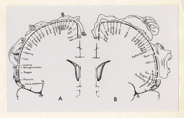 Black and white, simplified outline of a brain. On the inside of the shape of the brain, dashes and handprinted labels throughout. Line drawings of exaggerated human body parts hug the outside of the brain shape.