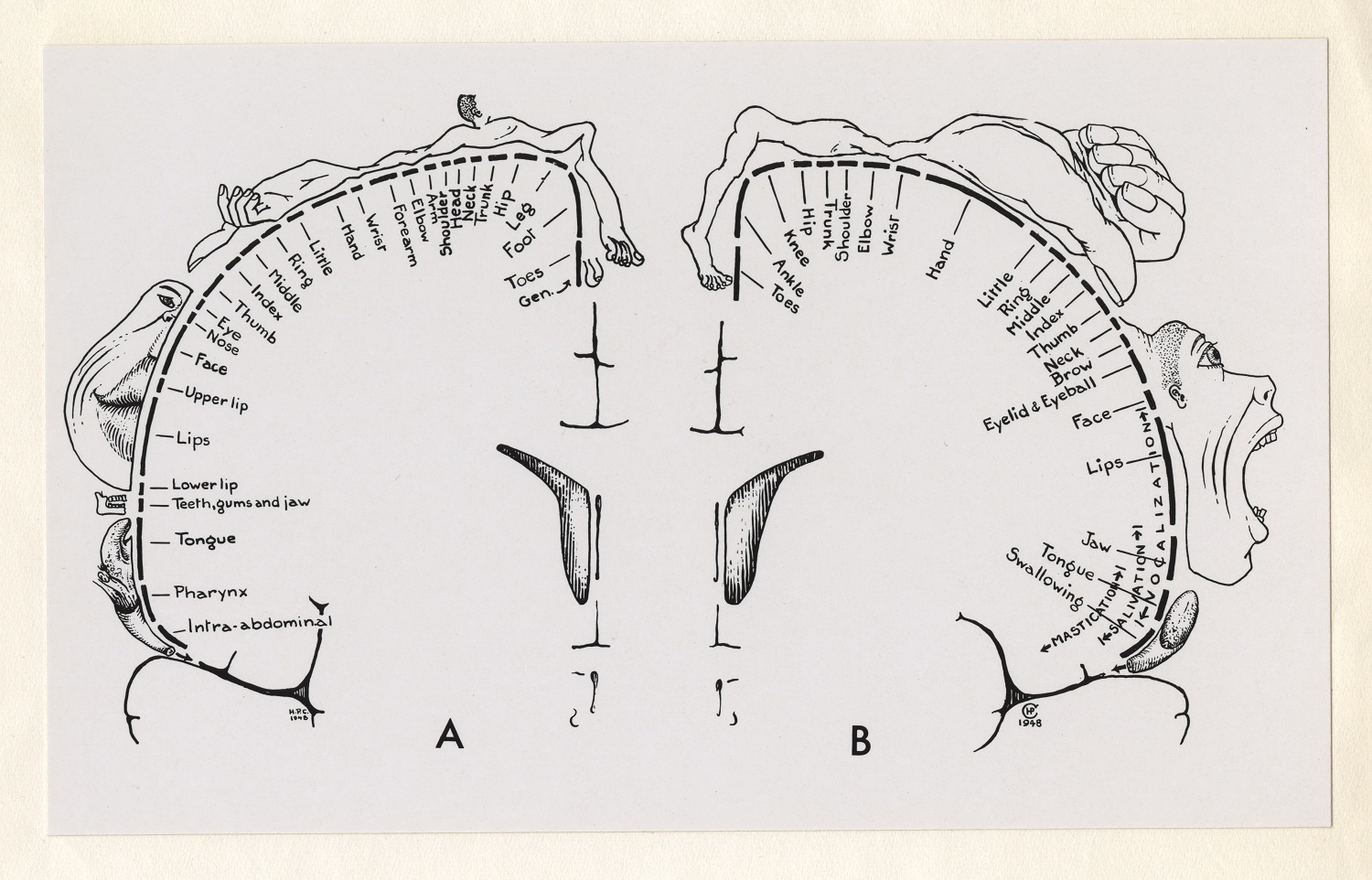 Black and white, simplified outline of a brain. On the inside of the shape of the brain, dashes and handprinted labels throughout. Line drawings of exaggerated human body parts hug the outside of the brain shape.