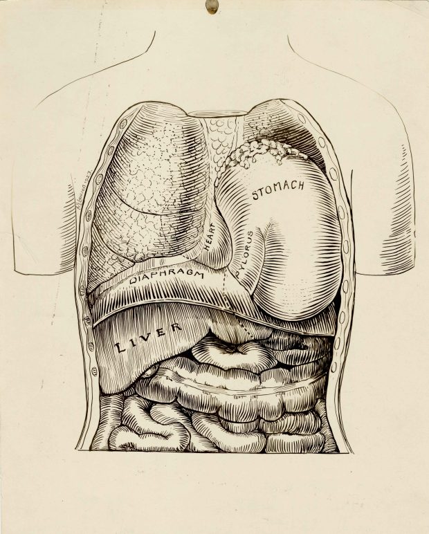 Black and white line drawing of inner organs. Organs are labeled and signature and date appears within drawing on the left.