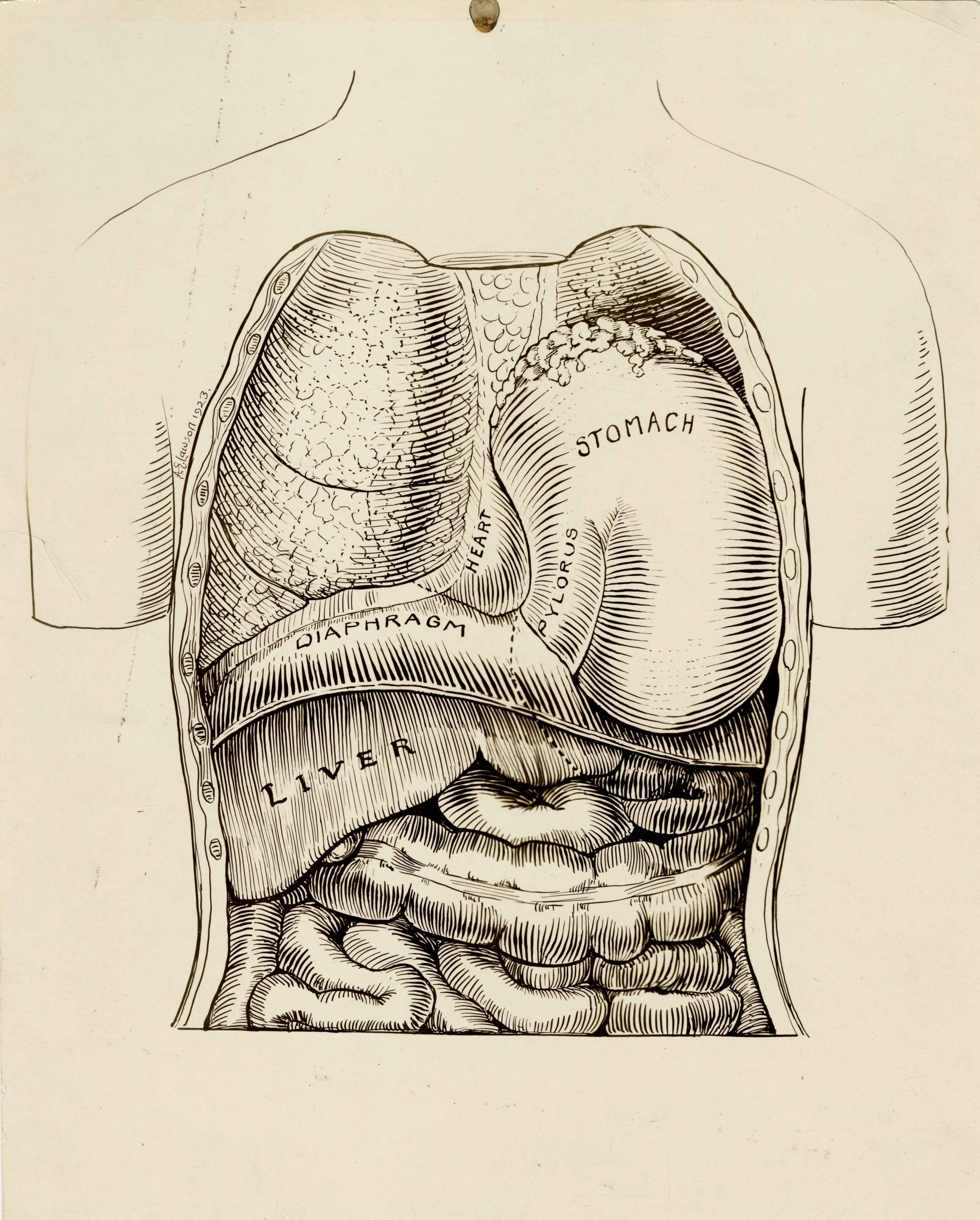 Black and white line drawing of inner organs. Organs are labeled and signature and date appears within drawing on the left.