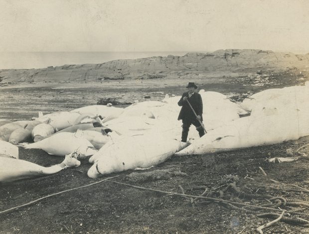 Black and white photograph of a fisherman standing in the middle of several dozen belugas on the beach. The belugas have been killed and then pulled up onto the beach. The rope, which was used to pull the small white whales onto the beach, is visible in the foreground of the image. In the background, a long cape of rock hides the St. Lawrence River.
