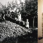 A mountain of apples and a very large ice house