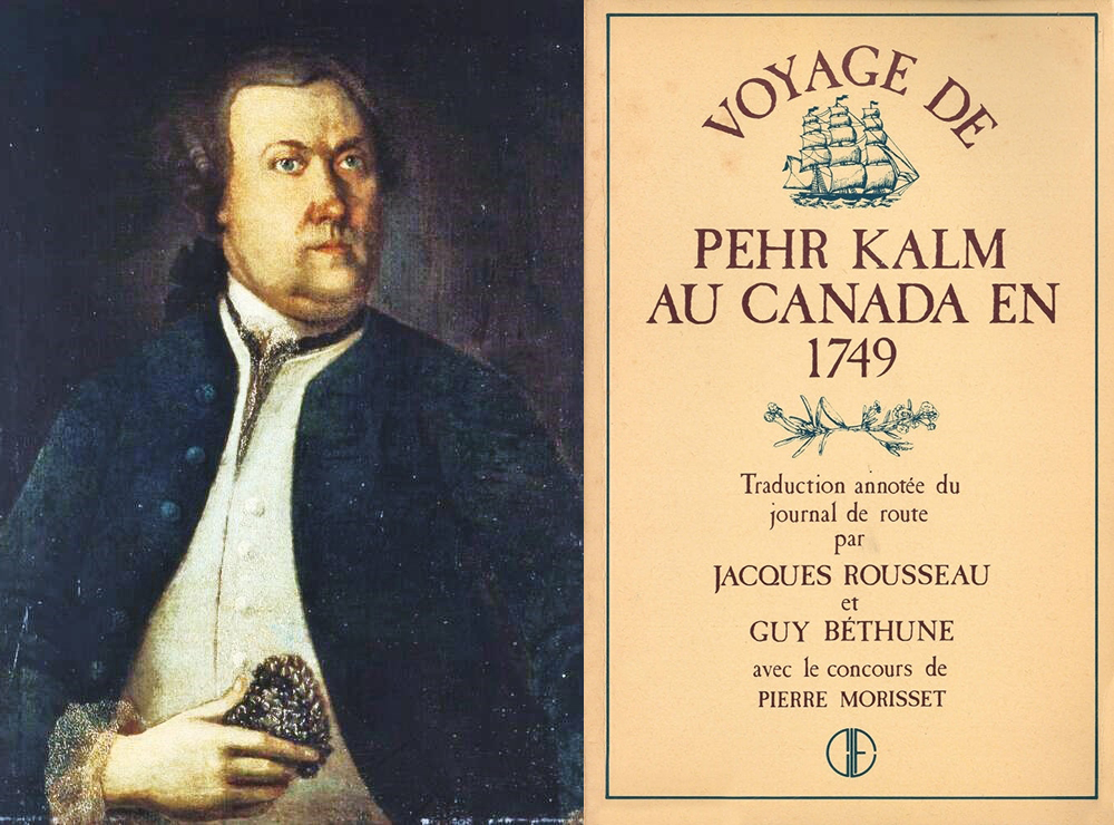 Left: oil portrait painted in 1764, and presumed representation of Pehr Kalm holding a pinecone in his right hand. Right: Cover of a recent translation of the book "Voyage de Pehr Kalm au Canada en 1749".