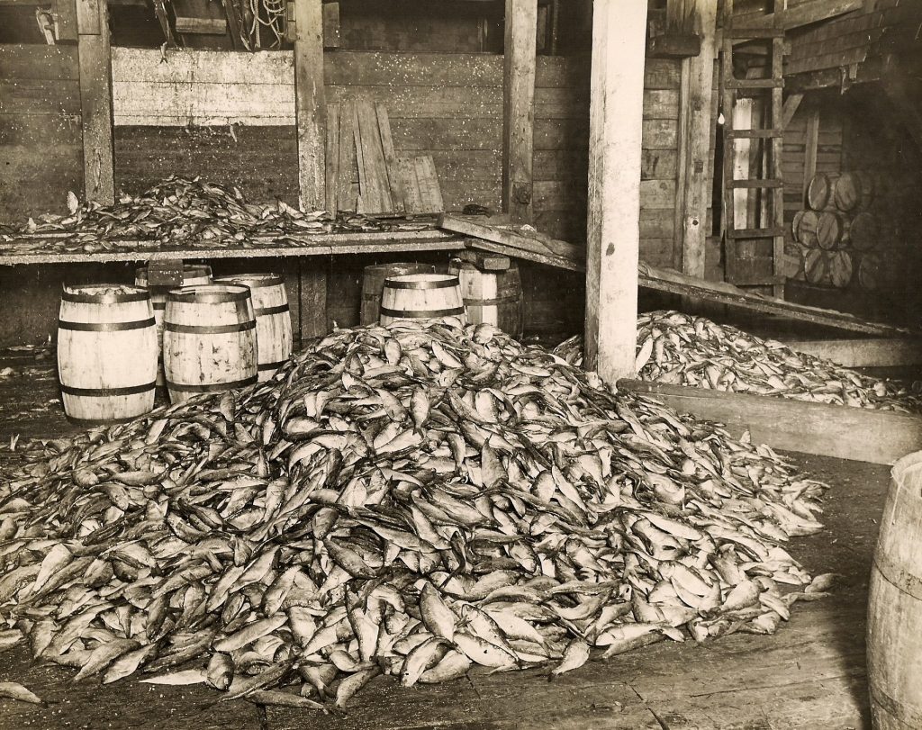 Des piles de poissons à l’intérieur d’un hangar en bois, avec des barils en arrière-plan.
