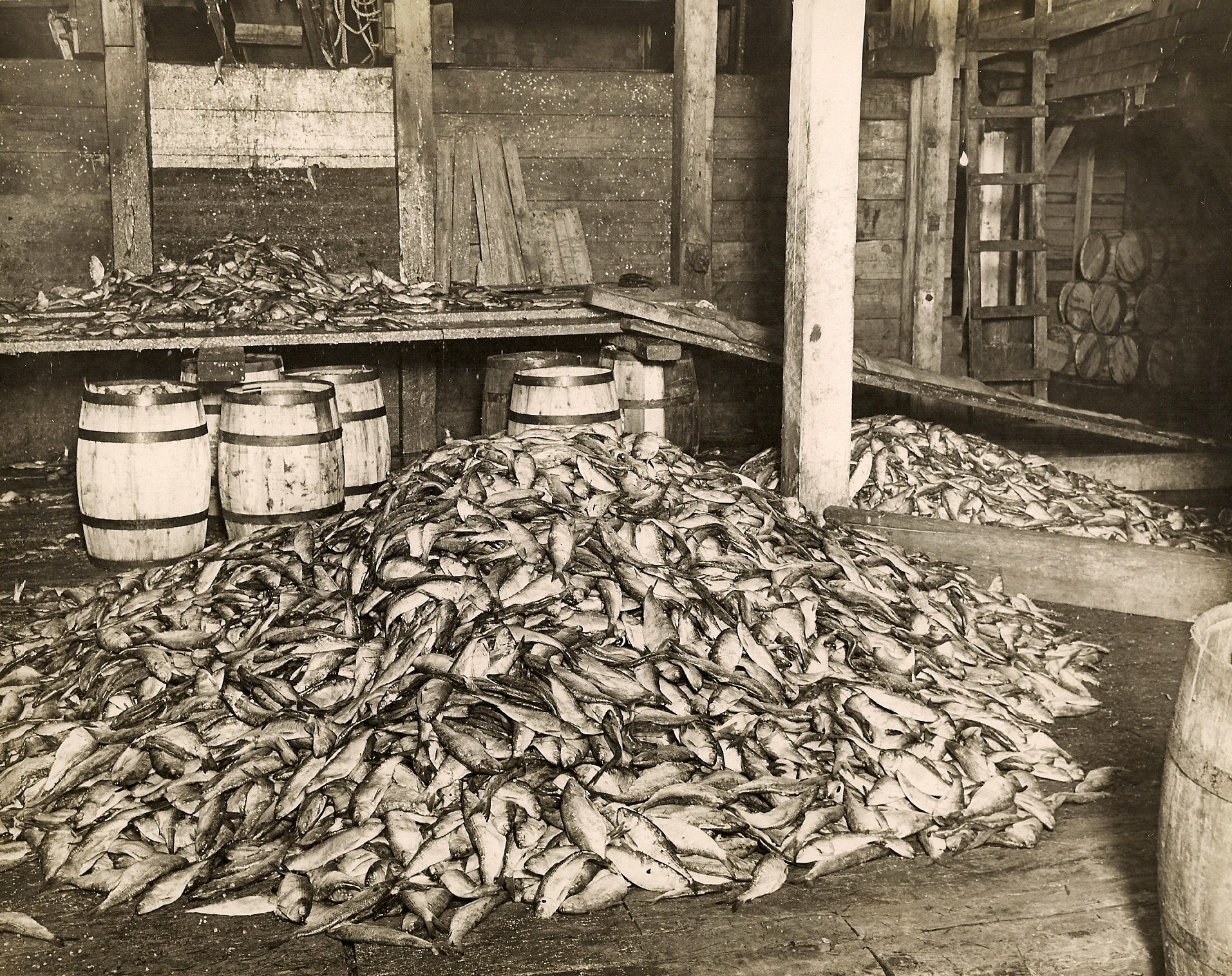 Piles of fish inside a wooden shed – barrels in background.