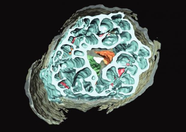 Top down view of a 3D model of Tinaflora. Different structures of the plant are represented by different colours.