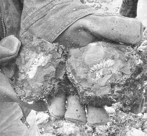 Close up shot of two halves of an opened concretion sitting in an open hand; inside the rock an ammonite fossil can be seen.