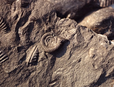 Ammonite fossils embedded in a piece of brown stone. The full spiral of one fossil is visible near the top center.