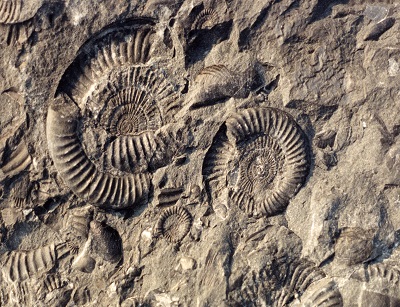 Many fragmentary pieces of ammonite fossils embedded in a sheet of rock.