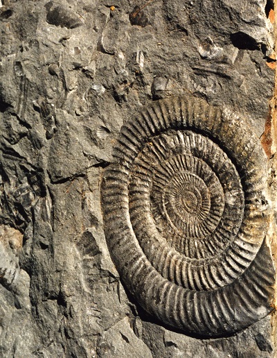One large, tightly coiled ammonite fossil in the bottom right corner of a piece of matrix.