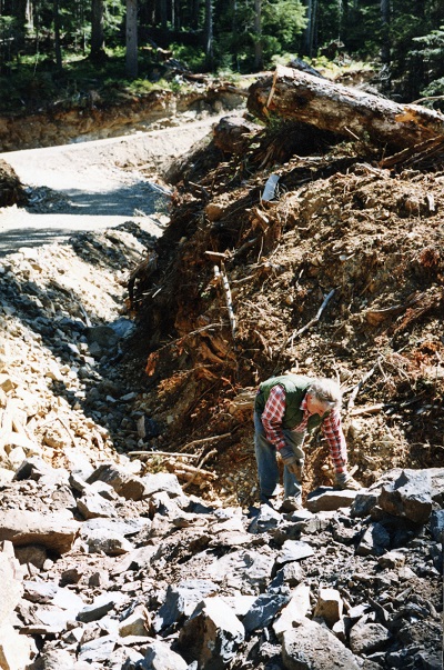 Graham Beard searching for fossils amongst the rubble by a newly completed road on Northern Vancouver Island.