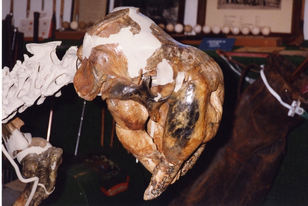 Profile view of Rosie’s skull and neck vertebrae, with the interior of the museum in the background.