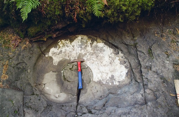 An impression of a large ammonite shell, at the edge of a rocky creek bed.