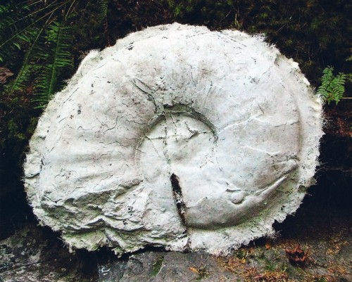White ammonite cast, propped up against a fern-covered creek bank.